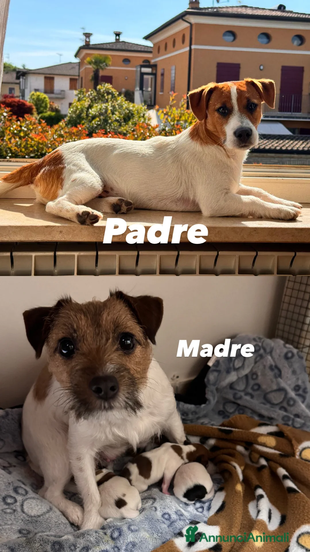 Jack Russell cani in vendita: Jack Russel - Annuncio 3