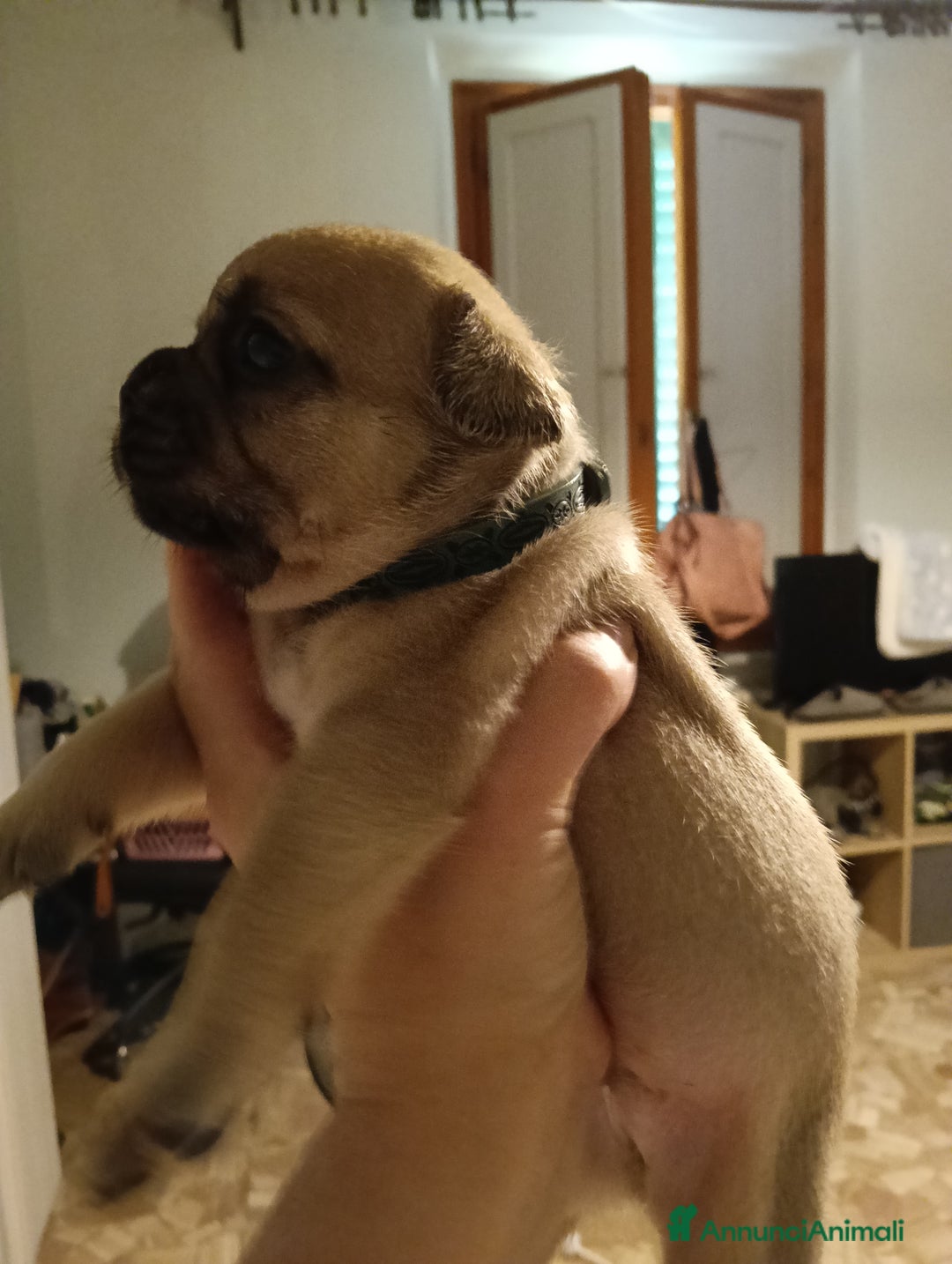 Bulldog Francese cani in vendita: Animali  a Città Metropolitana di Firenze - Immagine 4