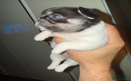 Chihuahua cani in vendita: Chihuahua - Annuncio 10