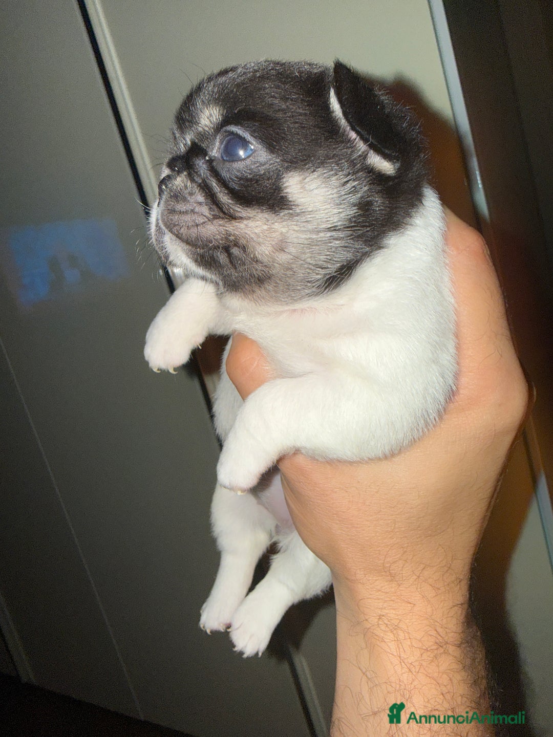 Chihuahua cani in vendita: Chihuahua - Annuncio 10