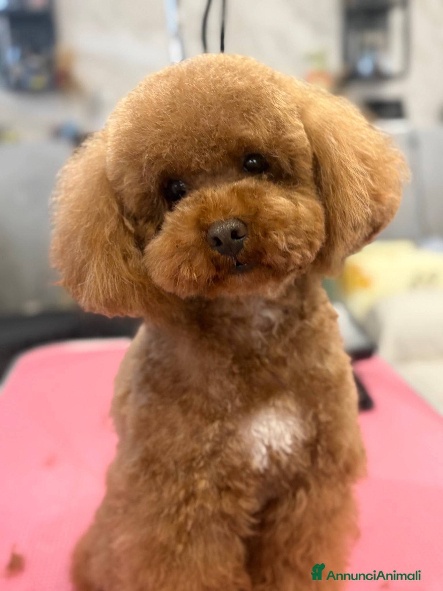 Barboncino Toy cani per accoppiamento: Barboncino Toy disponibile per monta  - Annuncio 2