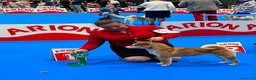 Shiba Inu cani in vendita: Shiba inu - Annuncio 34