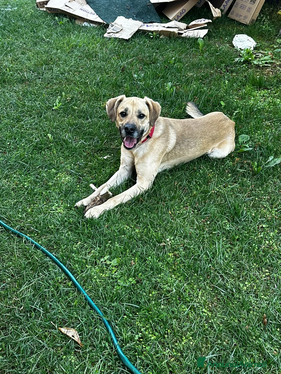 Meticcio cani in regalo: Regalo cucciolo  a Provincia di Treviso - Annuncio 2