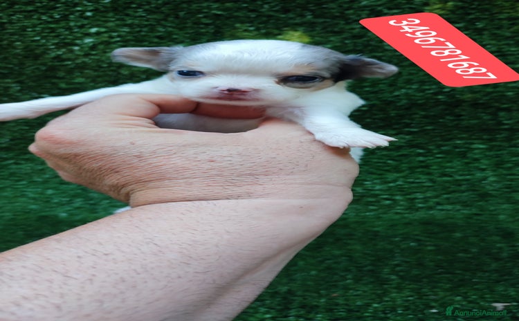 Chihuahua cani a Città metropolitana di Reggio Calabria - Annuncio 1
