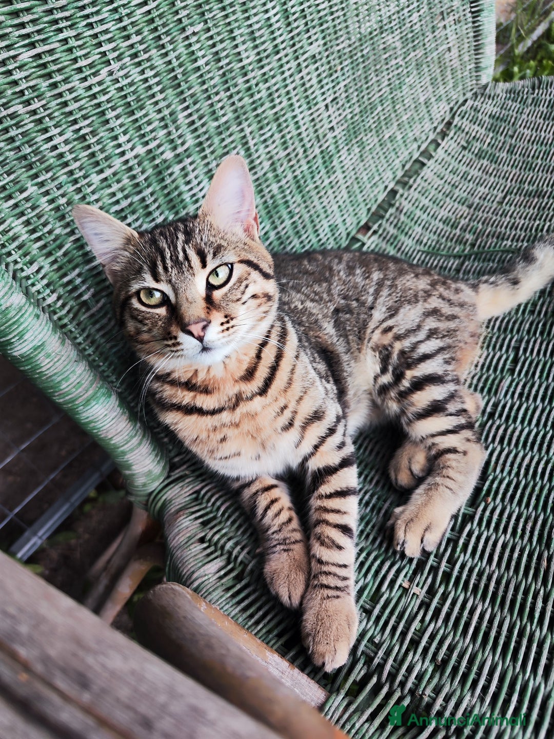 Europeo gatti in regalo: Adozione del cuore per Tigro! - Annuncio 2