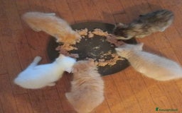 Scottish gatti in vendita: Gattini Scottish Straight  a Provincia di Modena - Immagine 26