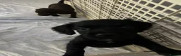 Meticcio cani in vendita: Cuccioli da tartufo  a Provincia di Potenza - Annuncio 6