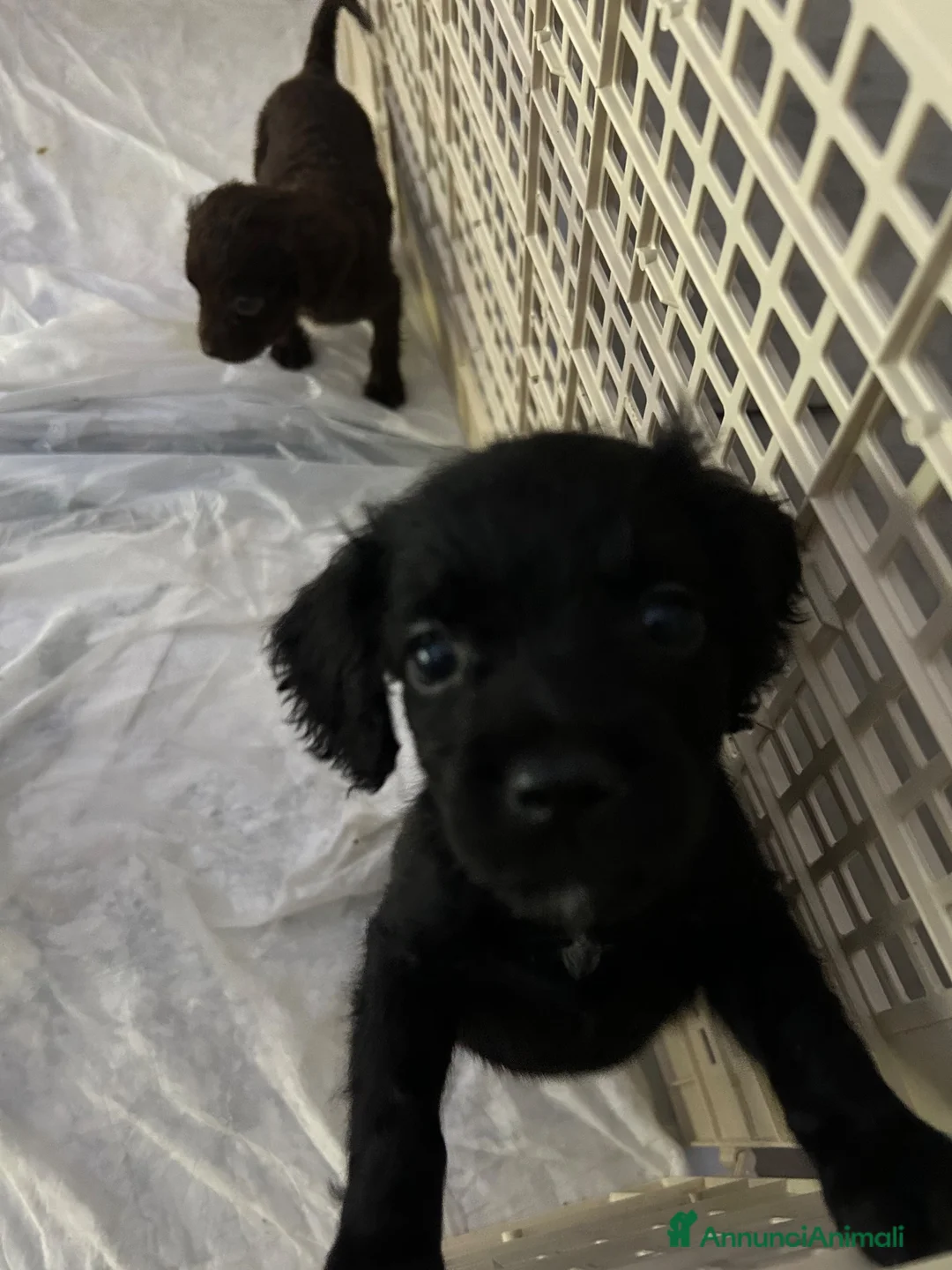 Meticcio cani in vendita: Cuccioli da tartufo  a Provincia di Potenza - Annuncio 6