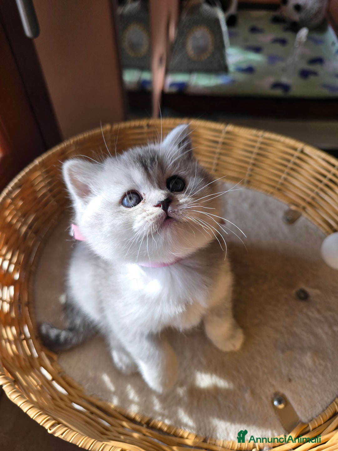 Scottish gatti in vendita: Gattini Scottish fold e straight silver shaded - Annuncio 16