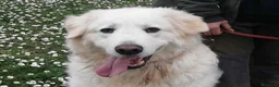 Meticcio cani in regalo: IL BELLISSIMO BYRON CERCA LA SUA FAMIGLIA - Annuncio 1