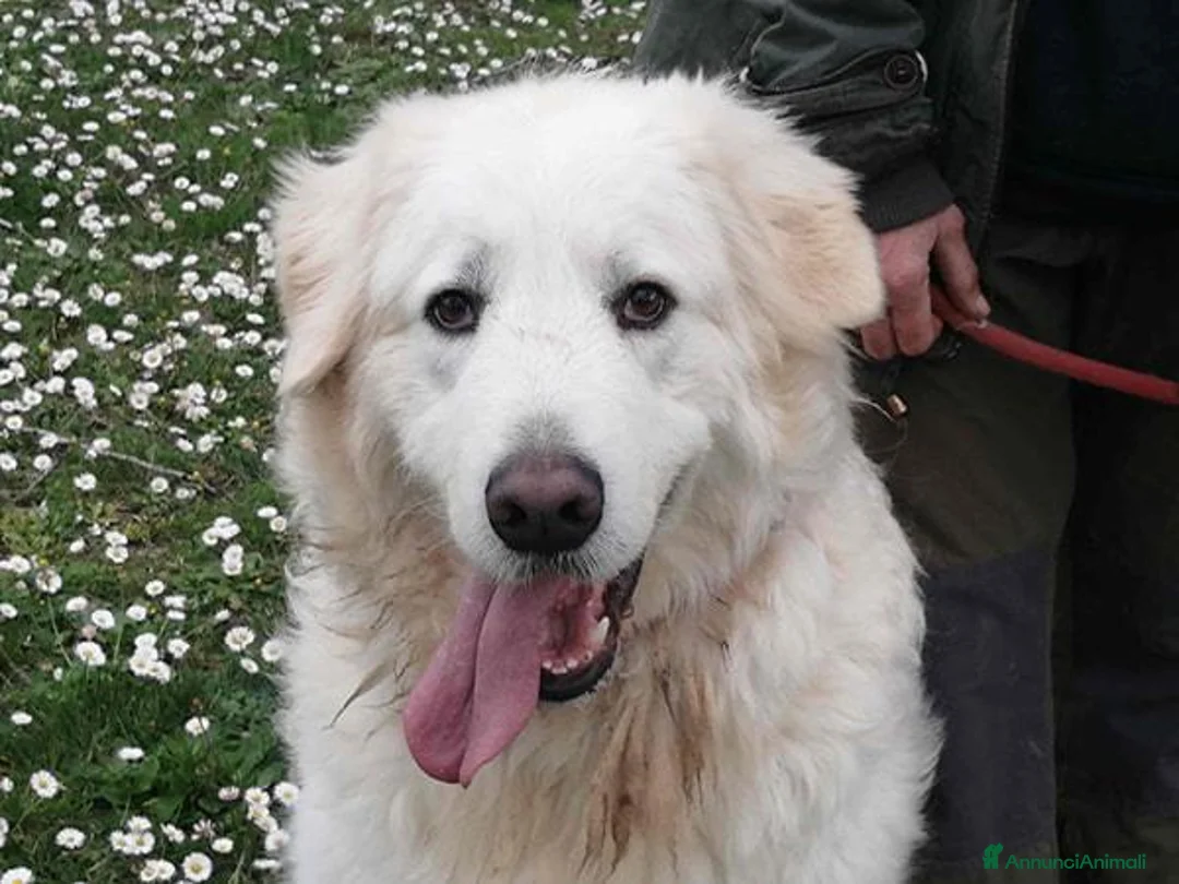 Meticcio cani in regalo: IL BELLISSIMO BYRON CERCA LA SUA FAMIGLIA - Annuncio 1