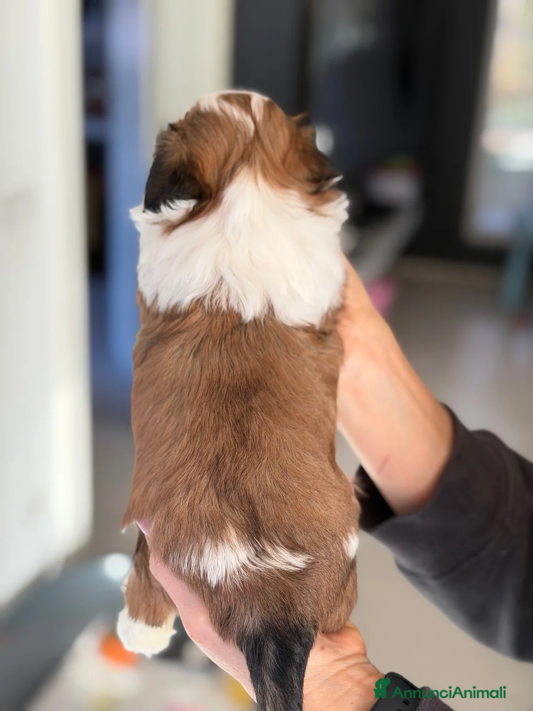 Shih Tzu cani in vendita: CUCCIOLA DI SHIH TZU CON PEDIGREE - Annuncio 3