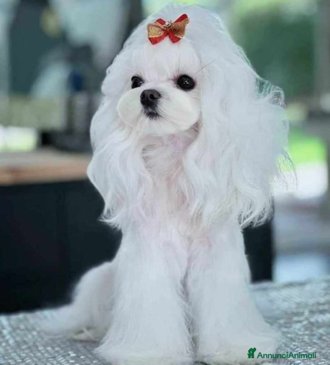 Maltese cani in vendita: Cuccioli di maltese taglia mini  - Annuncio 2