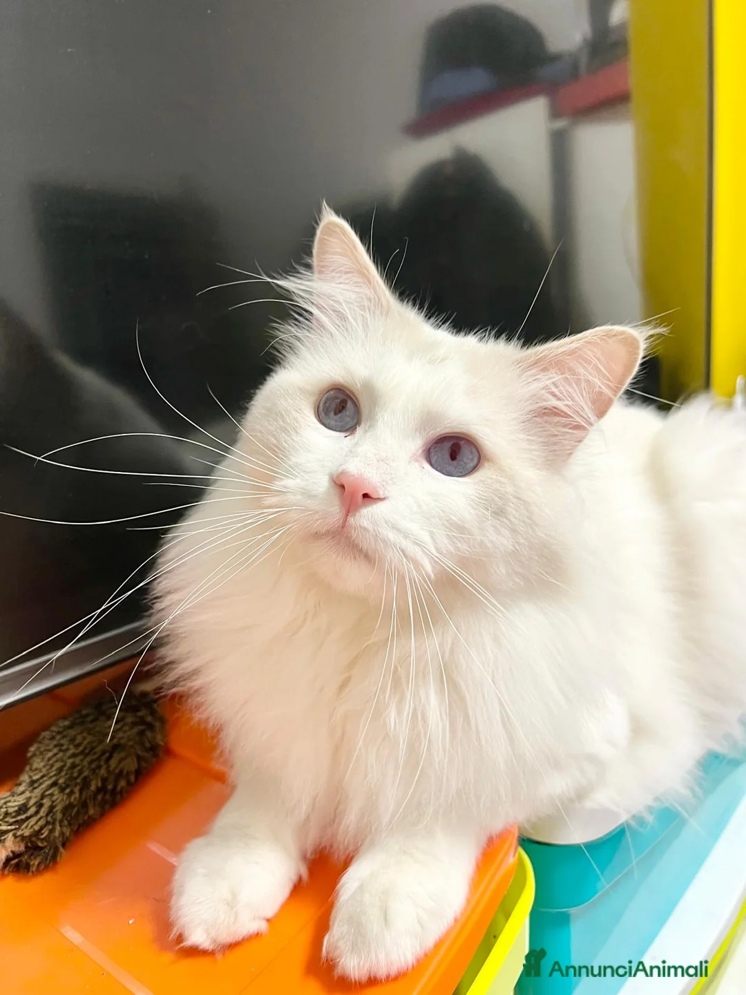 Ragdoll gatti in vendita: cucciola ragdoll disponibile  - Annuncio 6