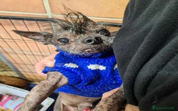 Altre razze cani in regalo: LAMPONE & MIRTILLO, mini CANI NUDI CINESI fifoni! a Città Metropolitana di Firenze - Immagine 6