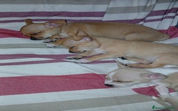 Chihuahua cani in vendita: Cuccioli di chihuahua deliziosi a Città metropolitana di Roma Capitale - Immagine 7