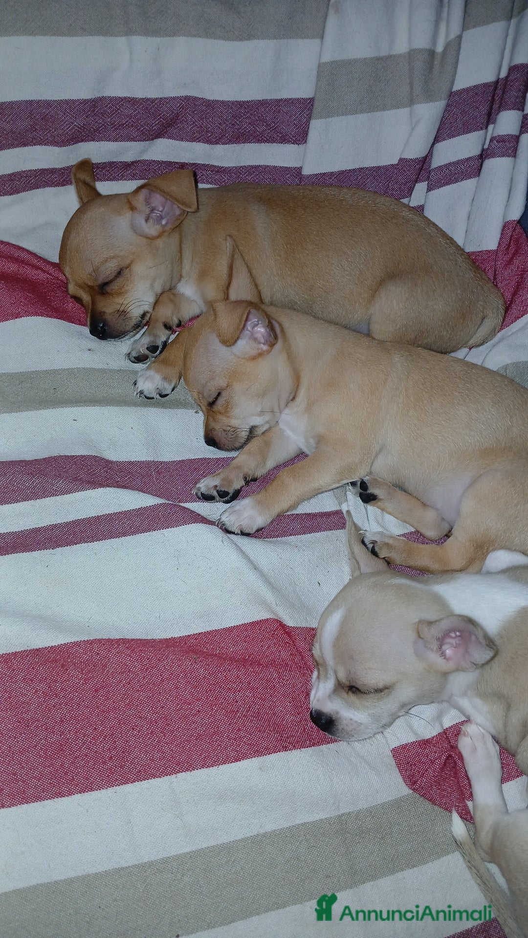 Chihuahua cani in vendita: Cuccioli di chihuahua deliziosi a Città metropolitana di Roma Capitale - Immagine 7