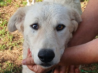 Meticcio cani MIMMO PRESO A BASTONATE HA BISOGNO DI TE - Annuncio 9