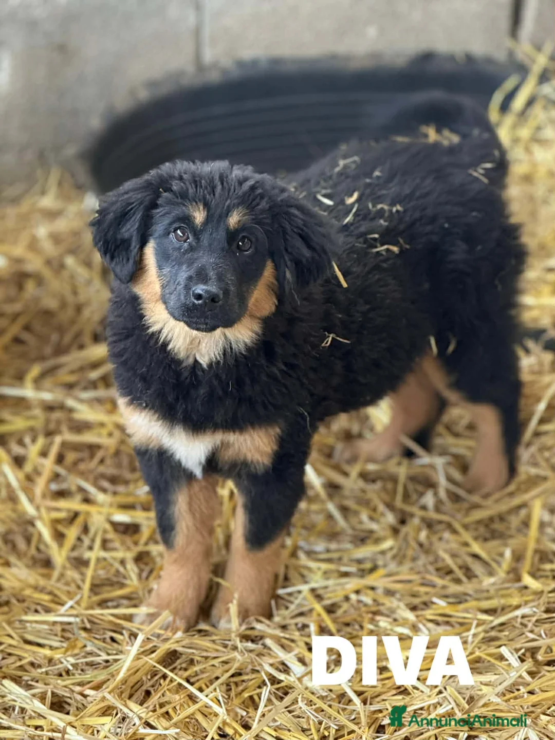 Meticcio cani in regalo: DIVA, cucciola pelosona super dolce! Tg MEDIA - Annuncio 1