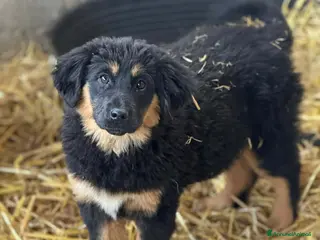 Meticcio cani DIVA, cucciola pelosona super dolce! Tg MEDIA - Annuncio 35