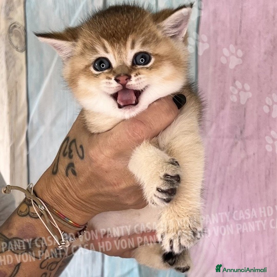 British gatti in vendita: Cuccioli British Shorthair  - Annuncio 19