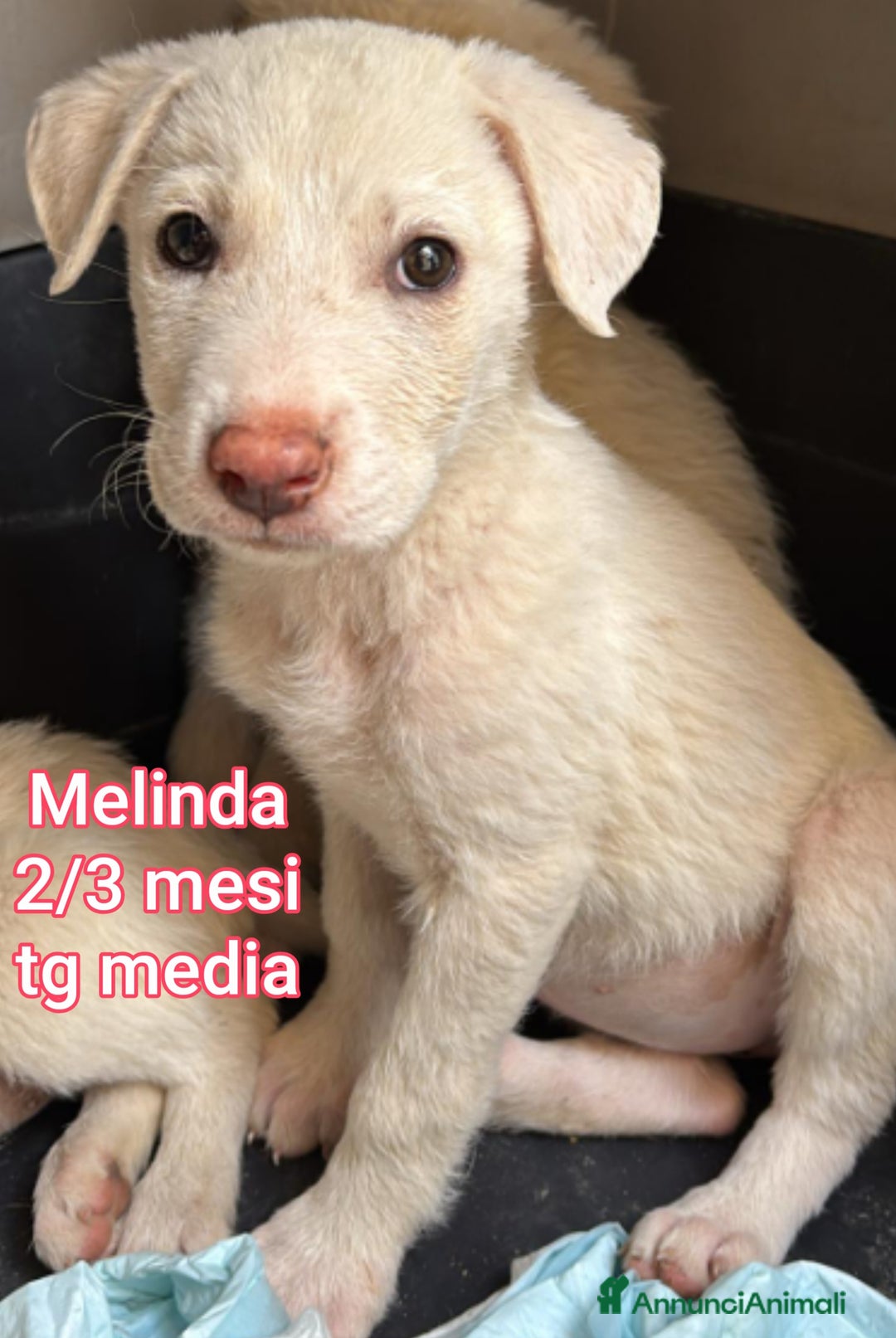 Meticcio cani in regalo: CUCCIOLI BISOGNOSI IN CERCA D'AMORE  - Annuncio 2