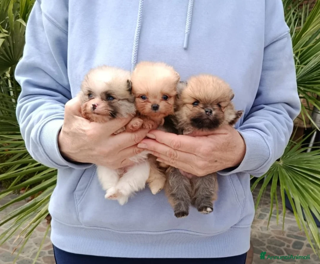 Spitz cani in vendita: spitz tedesco nano a Città metropolitana di Milano - Annuncio 4