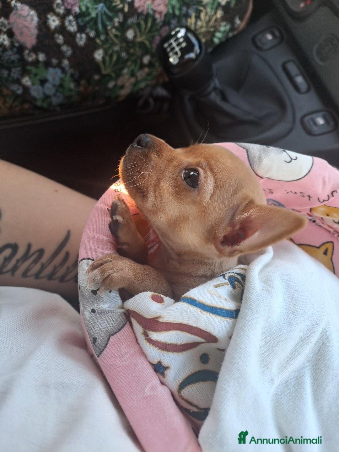Chihuahua cani in vendita: Chihuahua 2 mesi femmina  - Annuncio 2