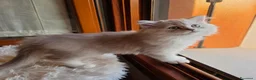 Scottish gatti in vendita: Ultimo scottish longhair subito disponibile  - Annuncio 4