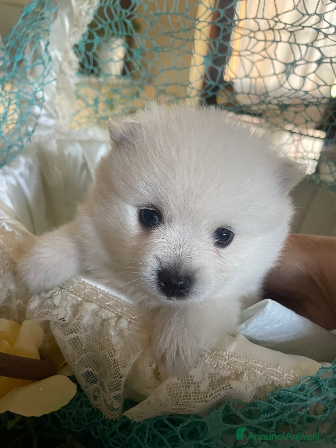 Spitz cani in vendita: Spitz tedesco nano /pomerania a Città metropolitana di Roma Capitale - Immagine 2