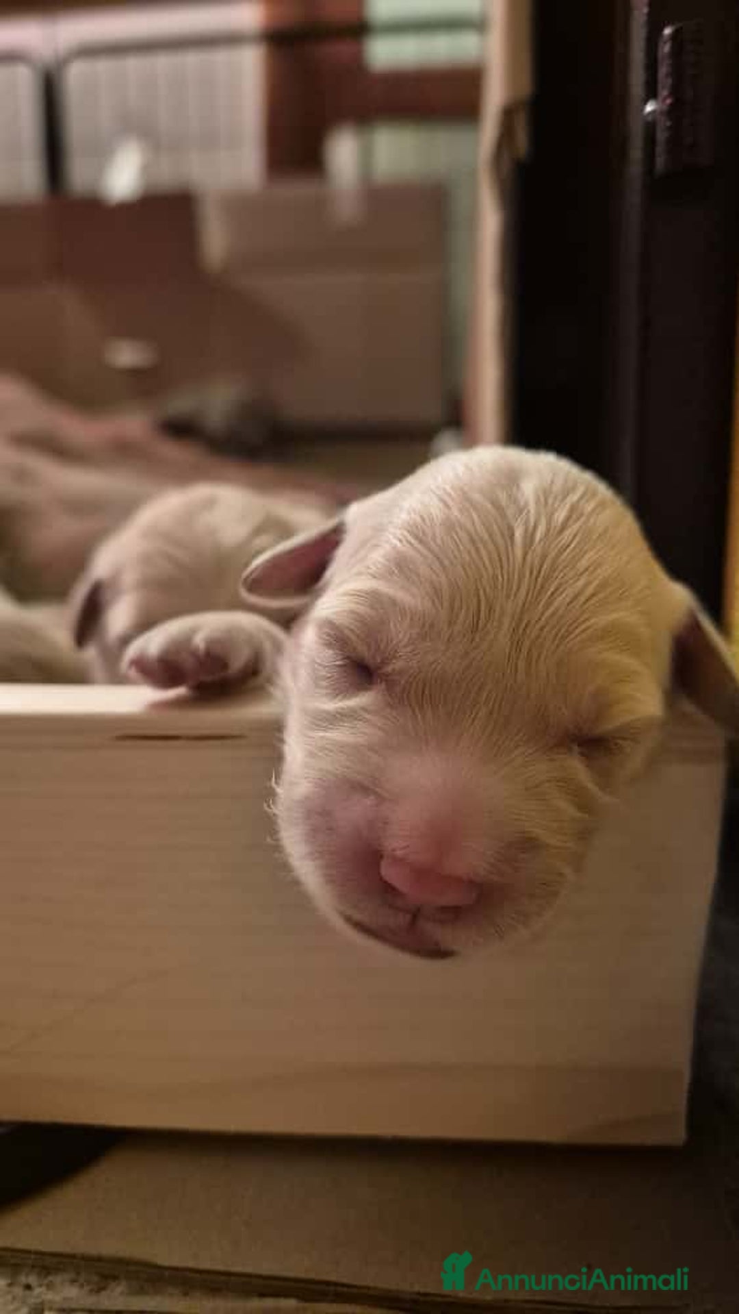Golden Retriever cani in vendita: Cucciole di Golden Retriever - Annuncio 16