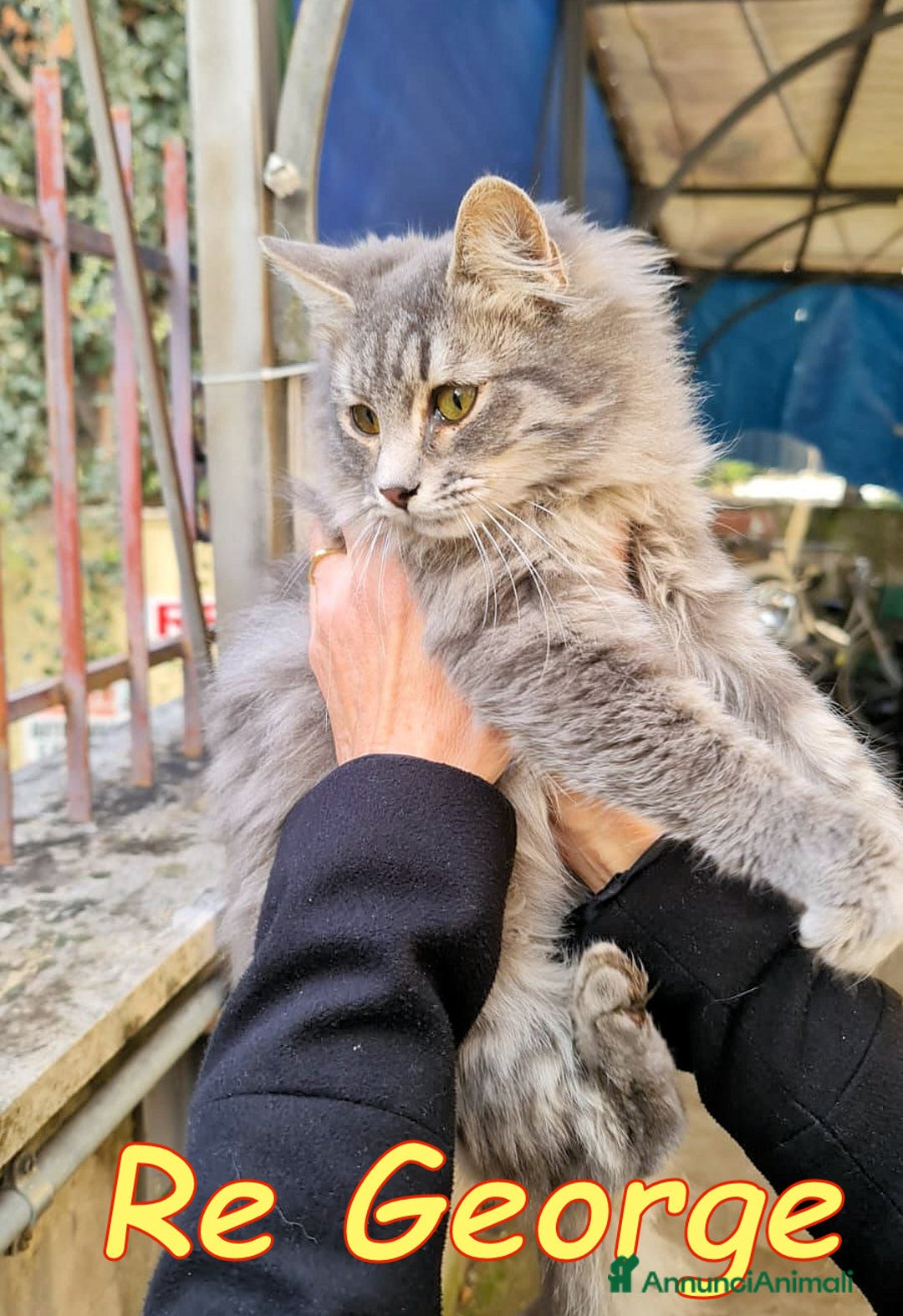 Europeo gatti in regalo: RE GEORGE CERCA CASA - Annuncio 3