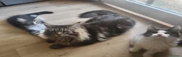 Maine Coon gatti in vendita: Cuccioli Maine coon  - Annuncio 6