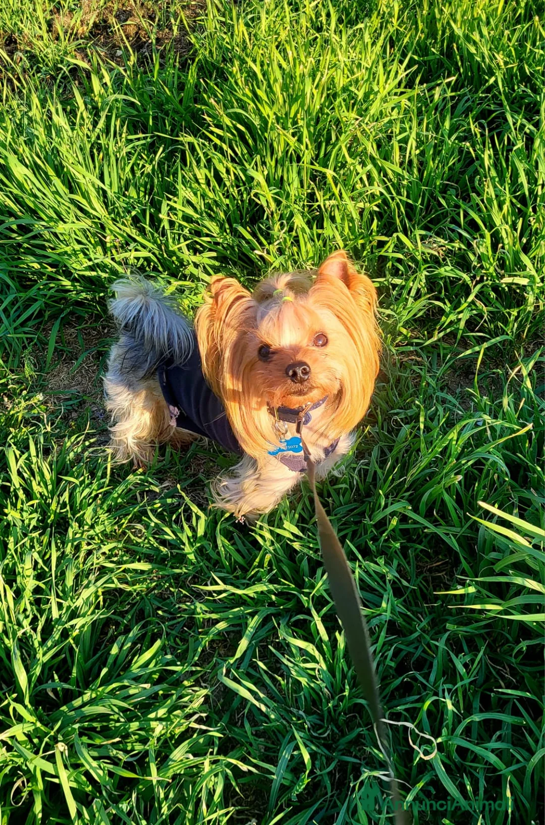 Yorkshire cani per accoppiamento: Yorkshire con pedigree disponibile per monta. - Annuncio 2