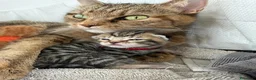 Maine Coon gatti in vendita: Adorabili Gattini F/M - Annuncio 15