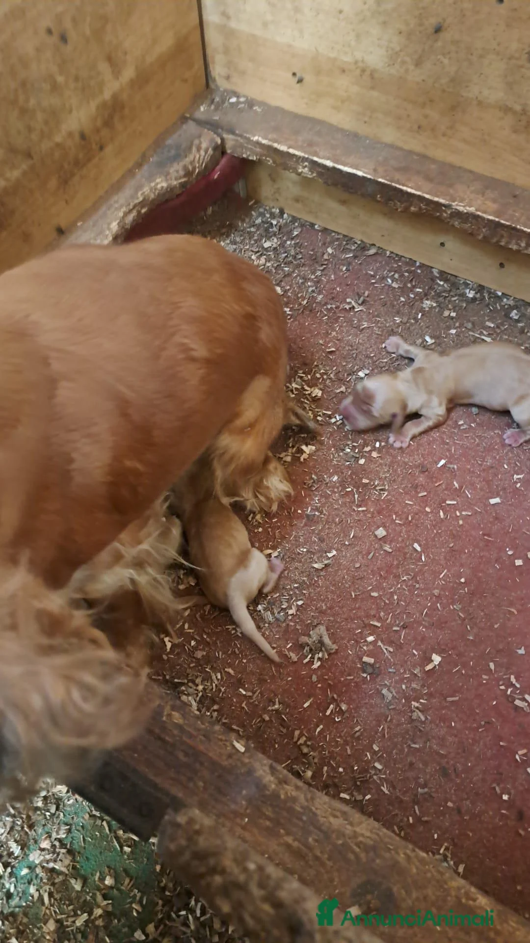 Cocker cani in vendita: NATI OGGI Cuccioli di COCKER - Annuncio 2