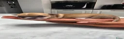 Chihuahua cani in vendita: Cuccioli di Chihuahua  - Annuncio 4