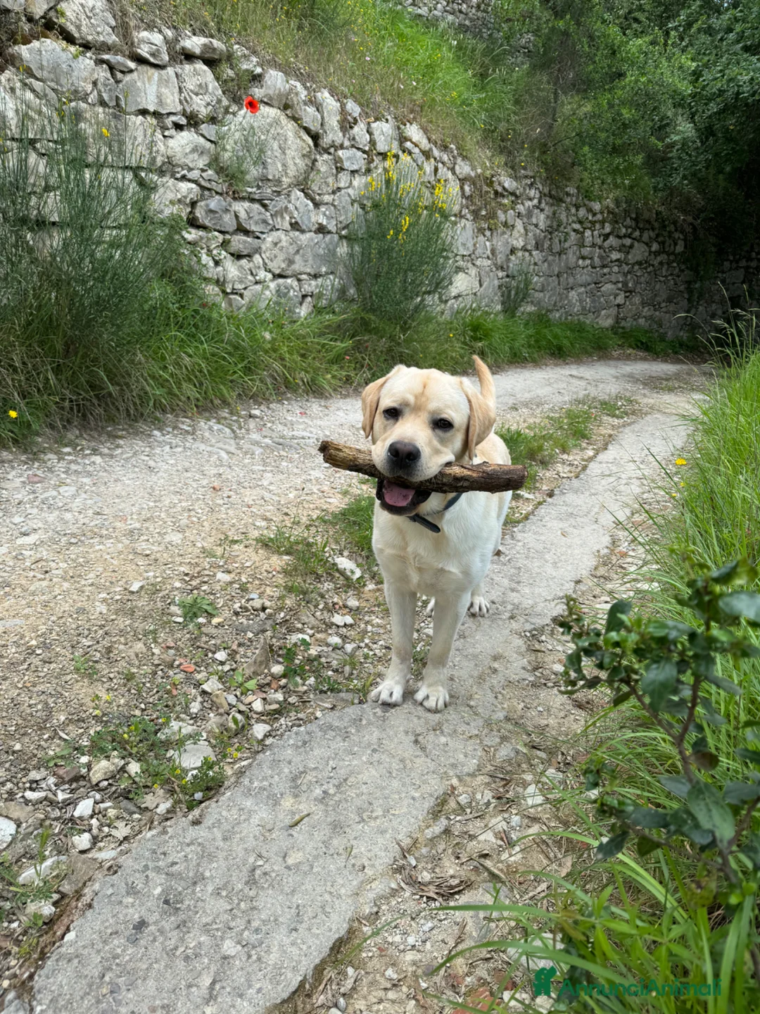 Labrador cani in regalo: Watson a Città Metropolitana di Firenze - Annuncio 7
