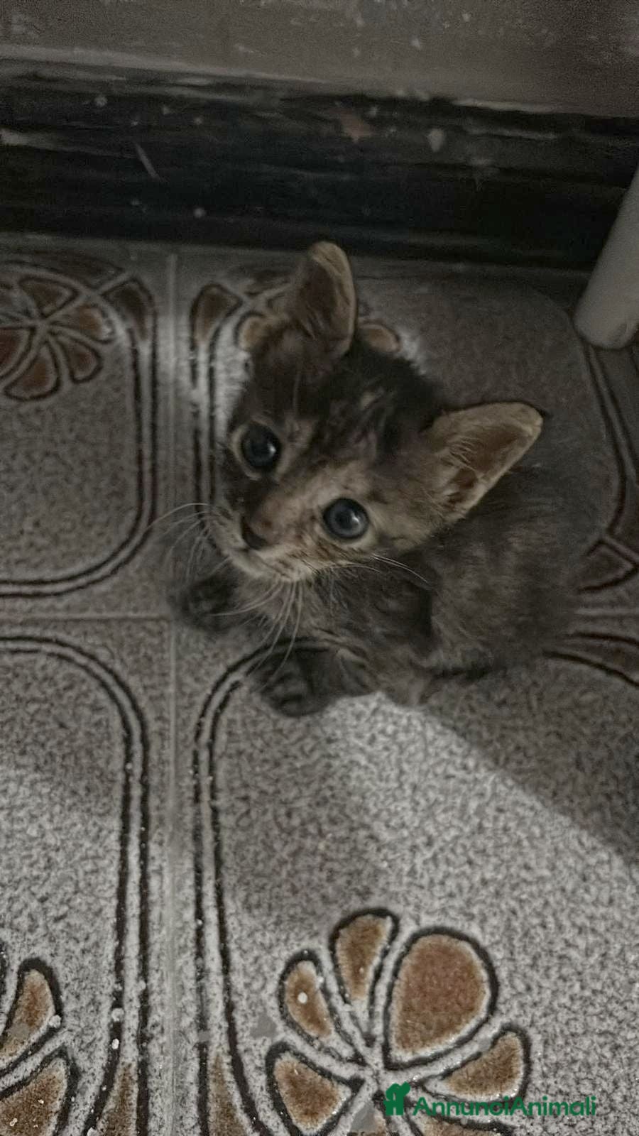 Meticcio gatti GATTINI DOLCISSIMI - Annuncio 4