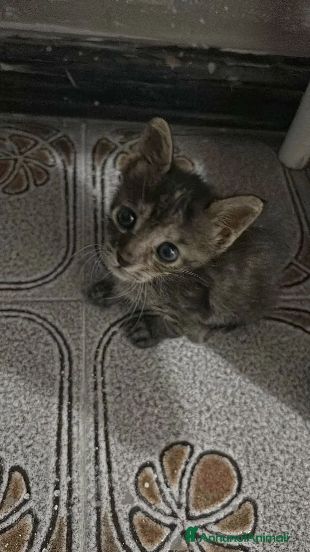 Meticcio gatti in regalo: GATTINI DOLCISSIMI a Città Metropolitana di Genova - Annuncio 1