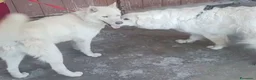 Husky cani in regalo: Zeus: giovane Siberian Husky socievole con tutti  - Annuncio 14