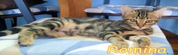 Europeo gatti in regalo: GATTINI ROMEO E ROMINA - Annuncio 5