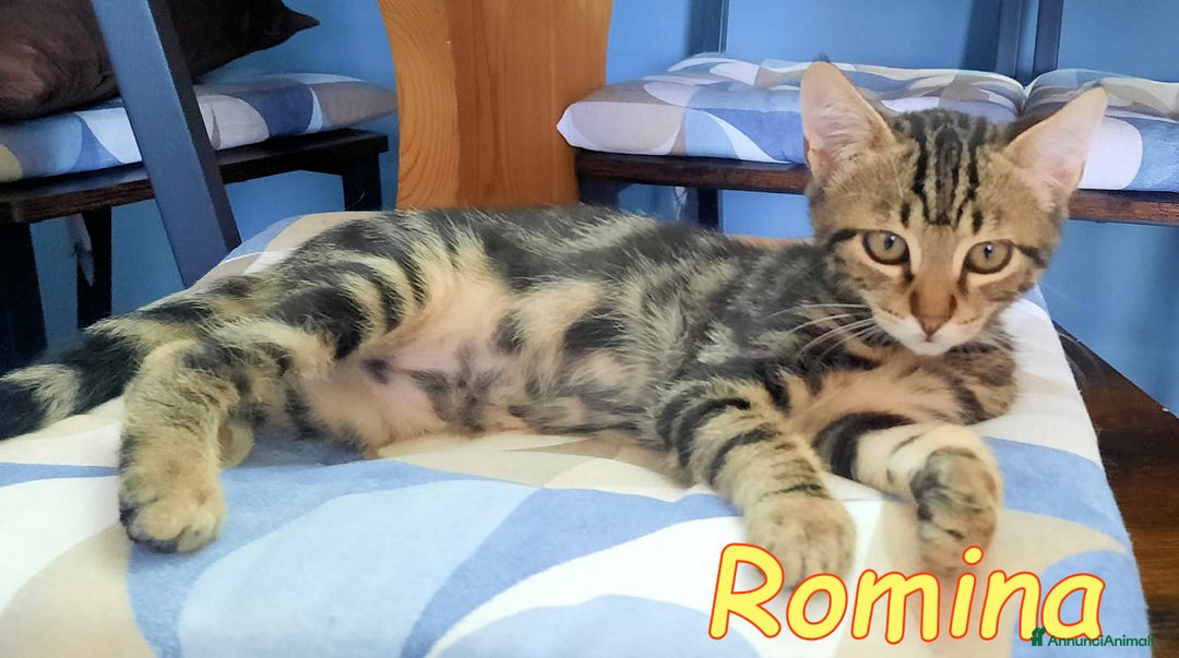 Europeo gatti in regalo: GATTINI ROMEO E ROMINA - Annuncio 5