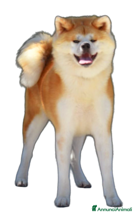 Akita Inu cani Akita inu - Annuncio 18