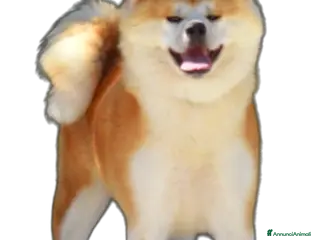 Akita Inu cani Akita inu - Annuncio 18