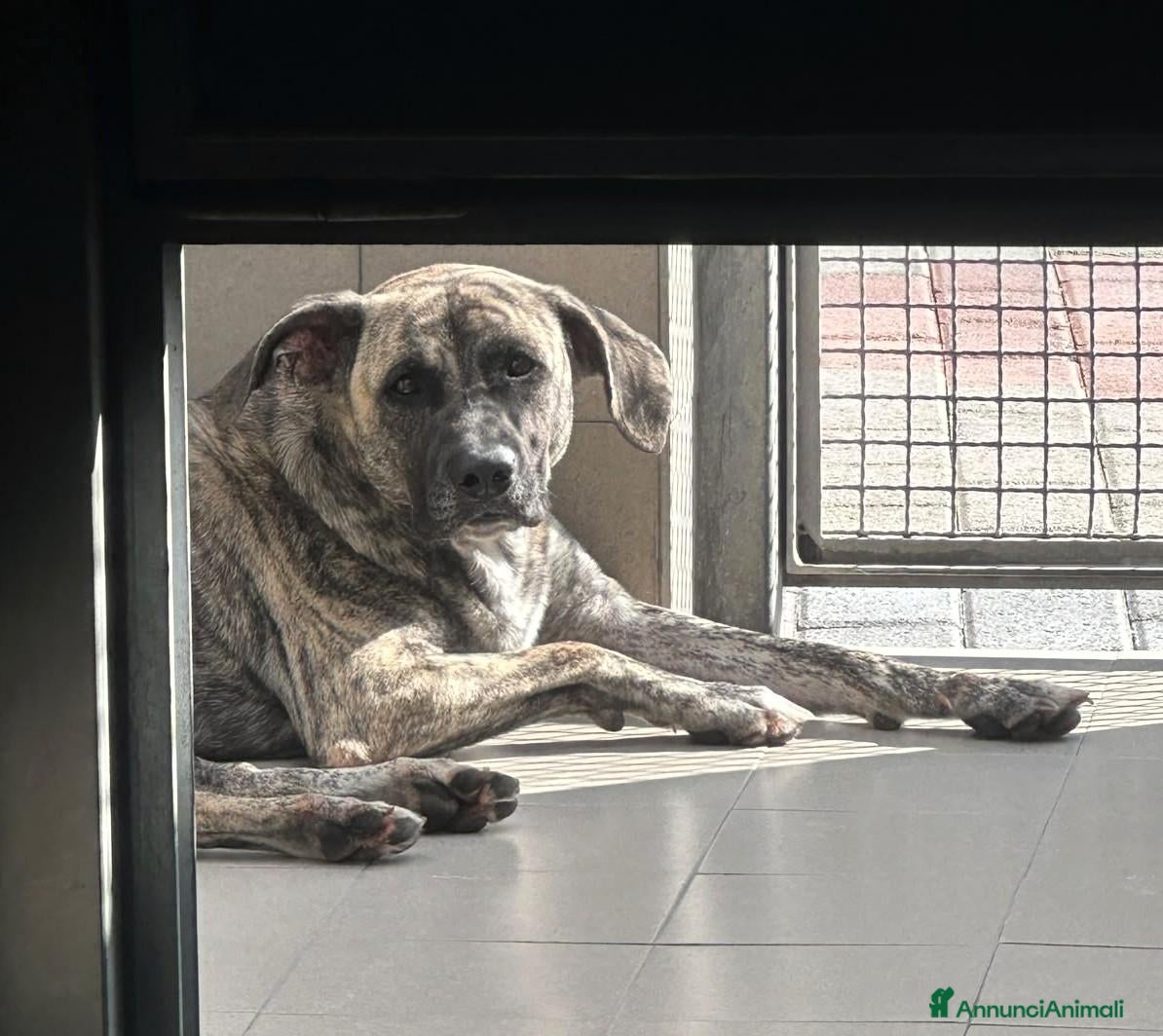 Meticcio cani VITO BELLISSIMO MOLOSSETTO - Annuncio 32