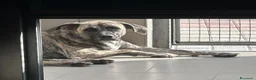 Meticcio cani in regalo: VITO BELLISSIMO MOLOSSETTO - Annuncio 1