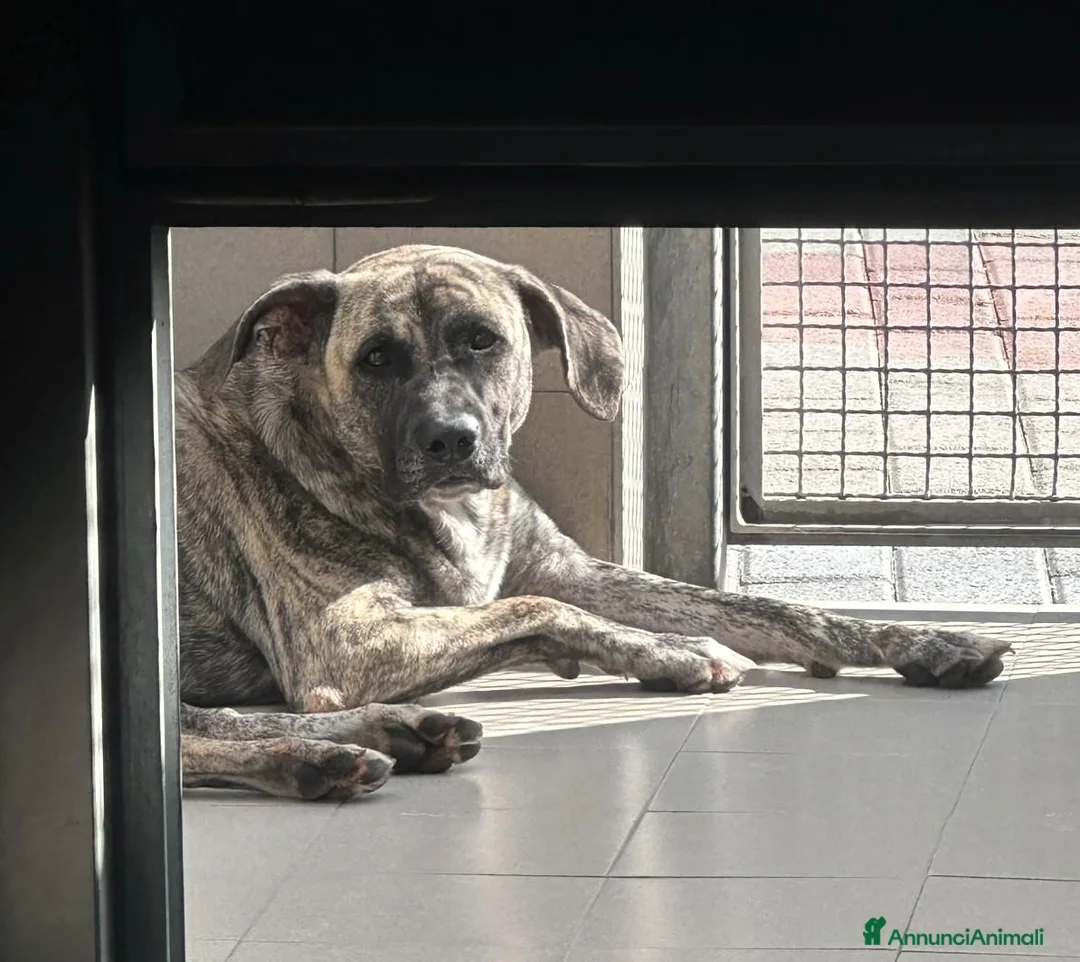 Meticcio cani in regalo: VITO BELLISSIMO MOLOSSETTO - Annuncio 1
