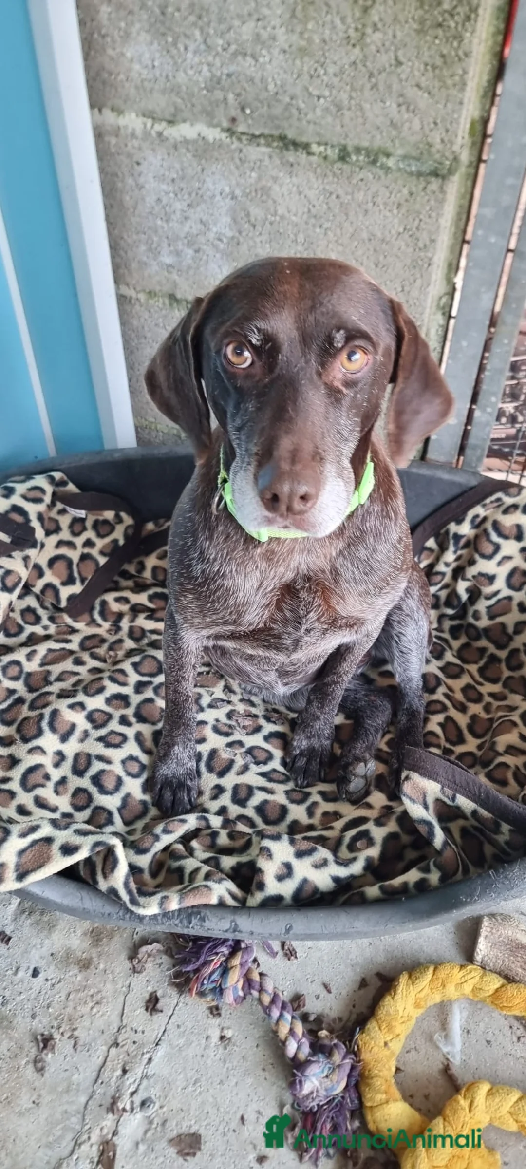 Bracco cani in regalo: LUNA 🩷 - una brachetta buona, affettuosa e dolce a Provincia di Pavia - Annuncio 1