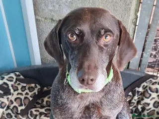 Bracco cani LUNA 🩷 - una brachetta buona, affettuosa e dolce - Annuncio 28